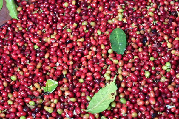Nuotrauka Raw quality Arabica coffee beans +256790560642 with Robusta for sale Morocco Saudi Arabia UAE