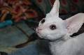 Cornish rex katinukas skelbimai