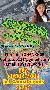 Strong 5cladba ADBB MDMB-BUTINACA K2 spice weed ADB-HINACA 4FADB MDMB-4en-PINACA APINACA skelbimo nuotrauka