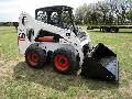 bobcat